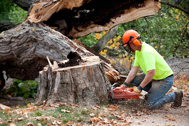 Why Choose Our Tree Removal Services in Winner, SD?